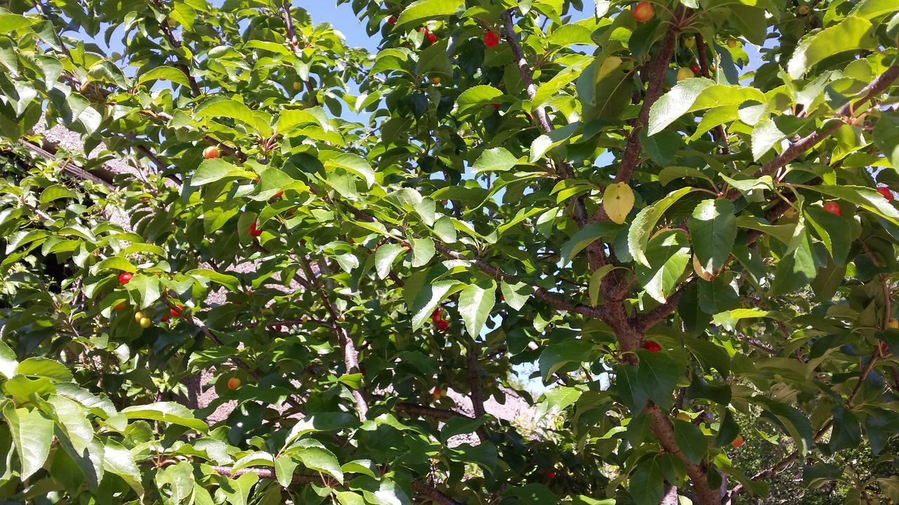 Milasi Villa Cetina מראה חיצוני תמונה